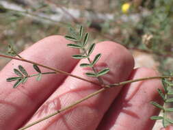 Image of Lumholtz's prairie clover