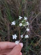 Image of limewater brookweed