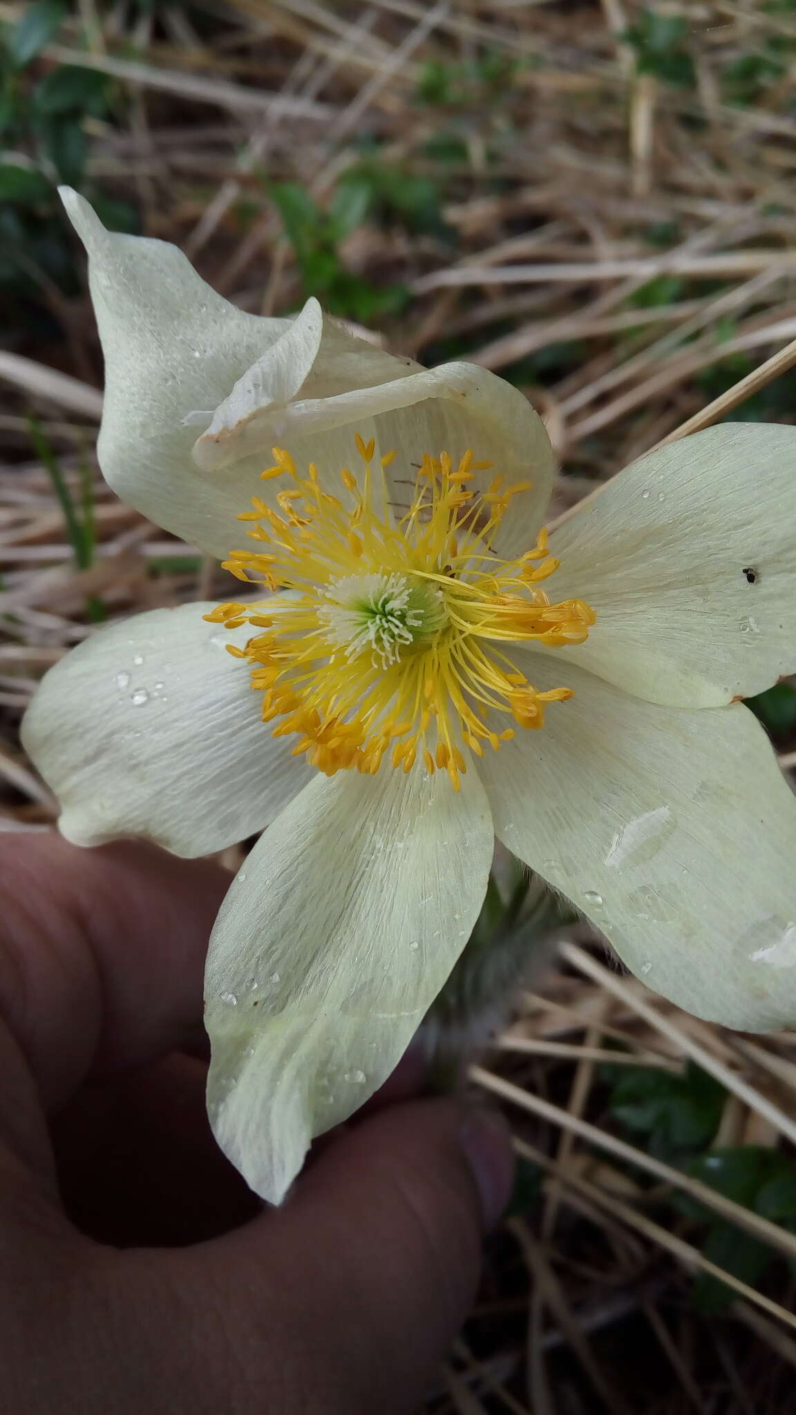 Image of eastern pasqueflower