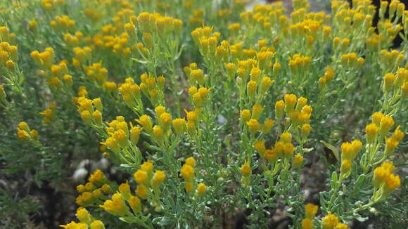 Ericameria cooperi (A. Gray) Hall resmi