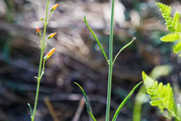 Sivun Penstemon labrosus (A. Gray) Mast. ex Hook. fil. kuva