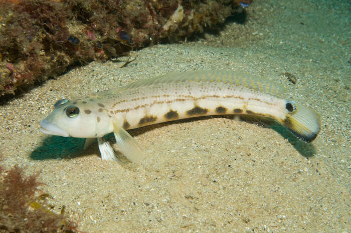 Image of Ramsay&#39;s grubfish