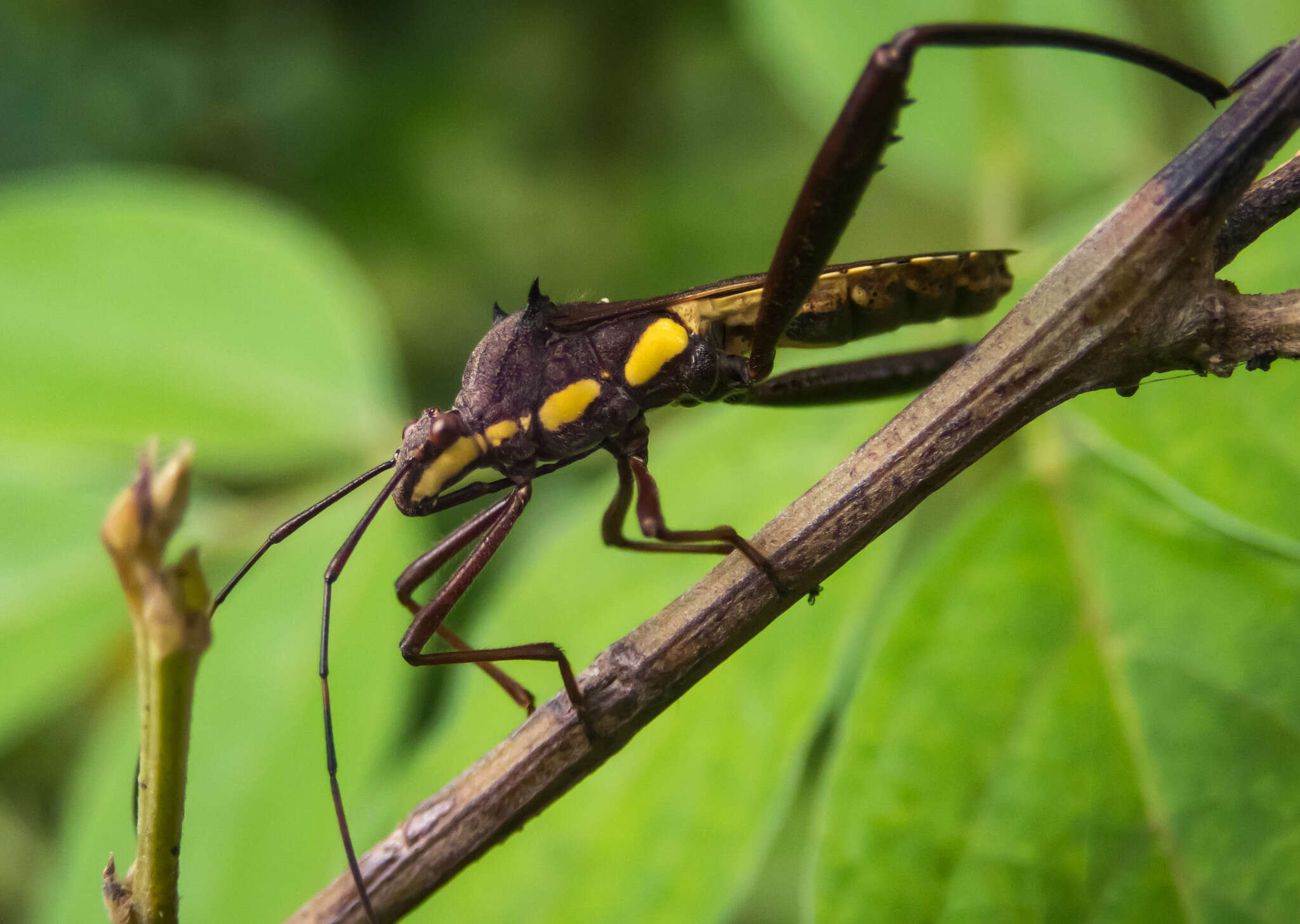 Image of brown bean bug