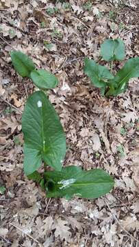 Arum elongatum Steven的圖片