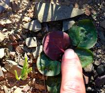 Image of Pelargonium nervifolium Jacq.