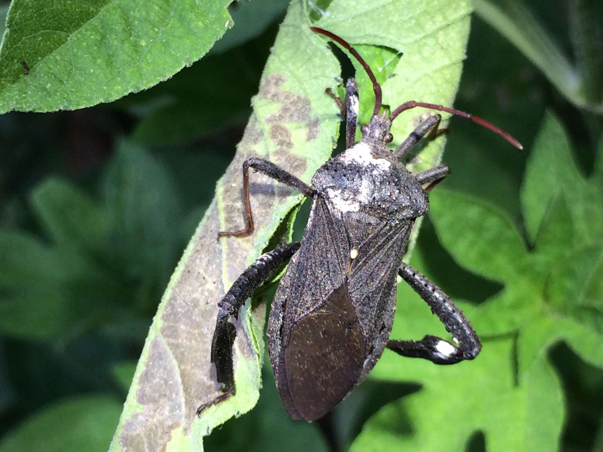 Image of Florida leaf-footed bug