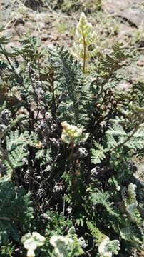 Image of Cheilanthes eckloniana (Kunze) Mett.