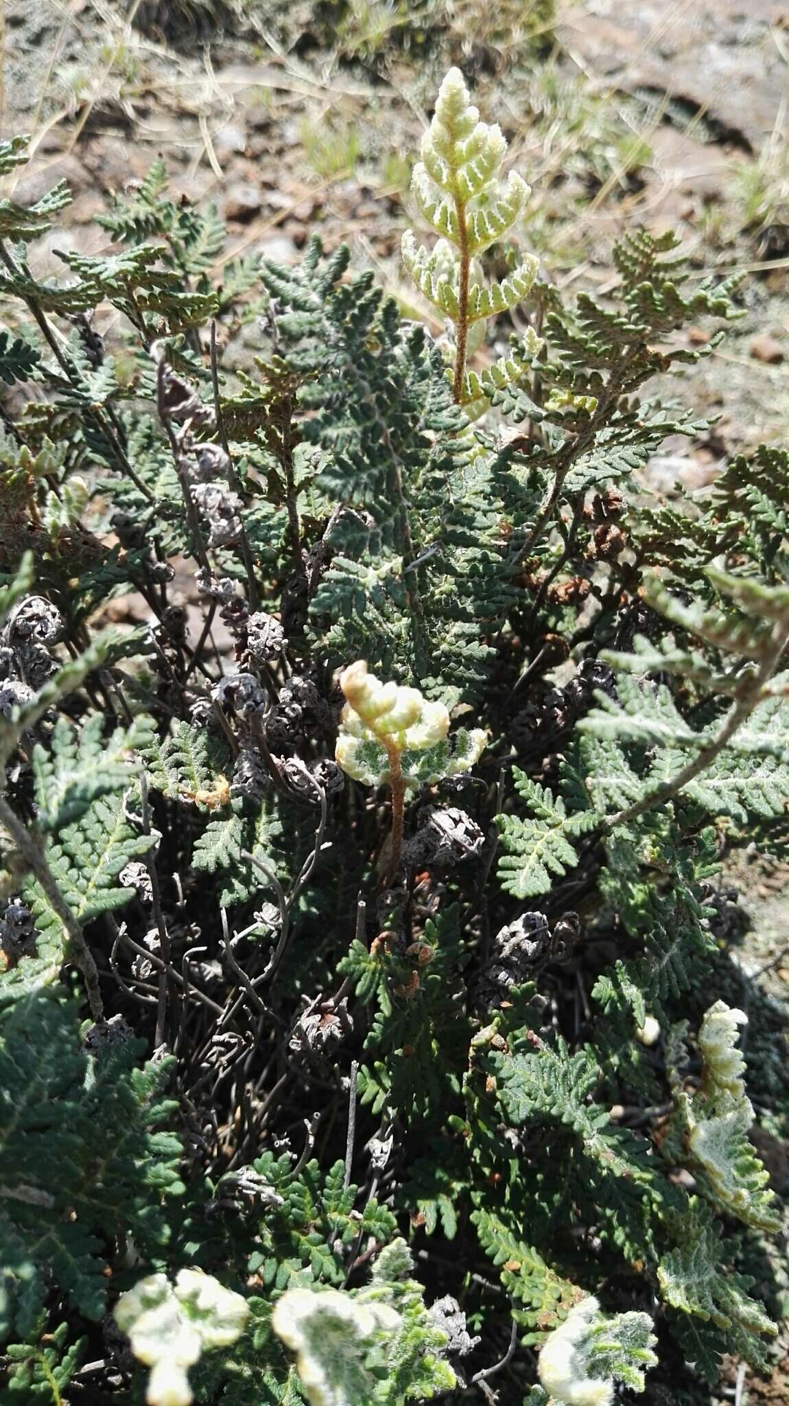 Plancia ëd Cheilanthes eckloniana (Kunze) Mett.