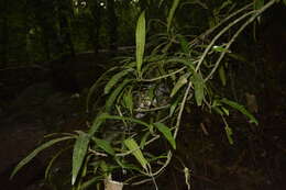 Image of Madhuca neriifolia (Moon) H. J. Lam