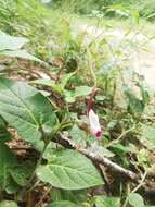 Image of Aristolochia nelsonii Eastwood