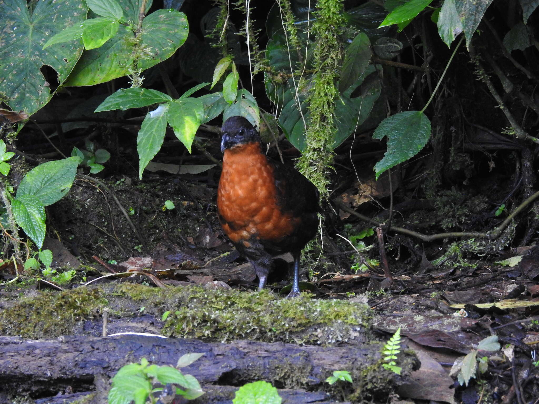 Image of Dark-backed Wood Quail