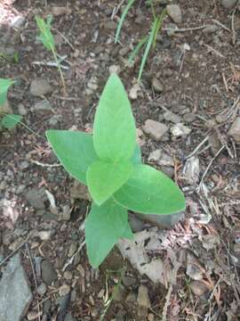 Imagem de Clematis coactilis (Fernald) Keener