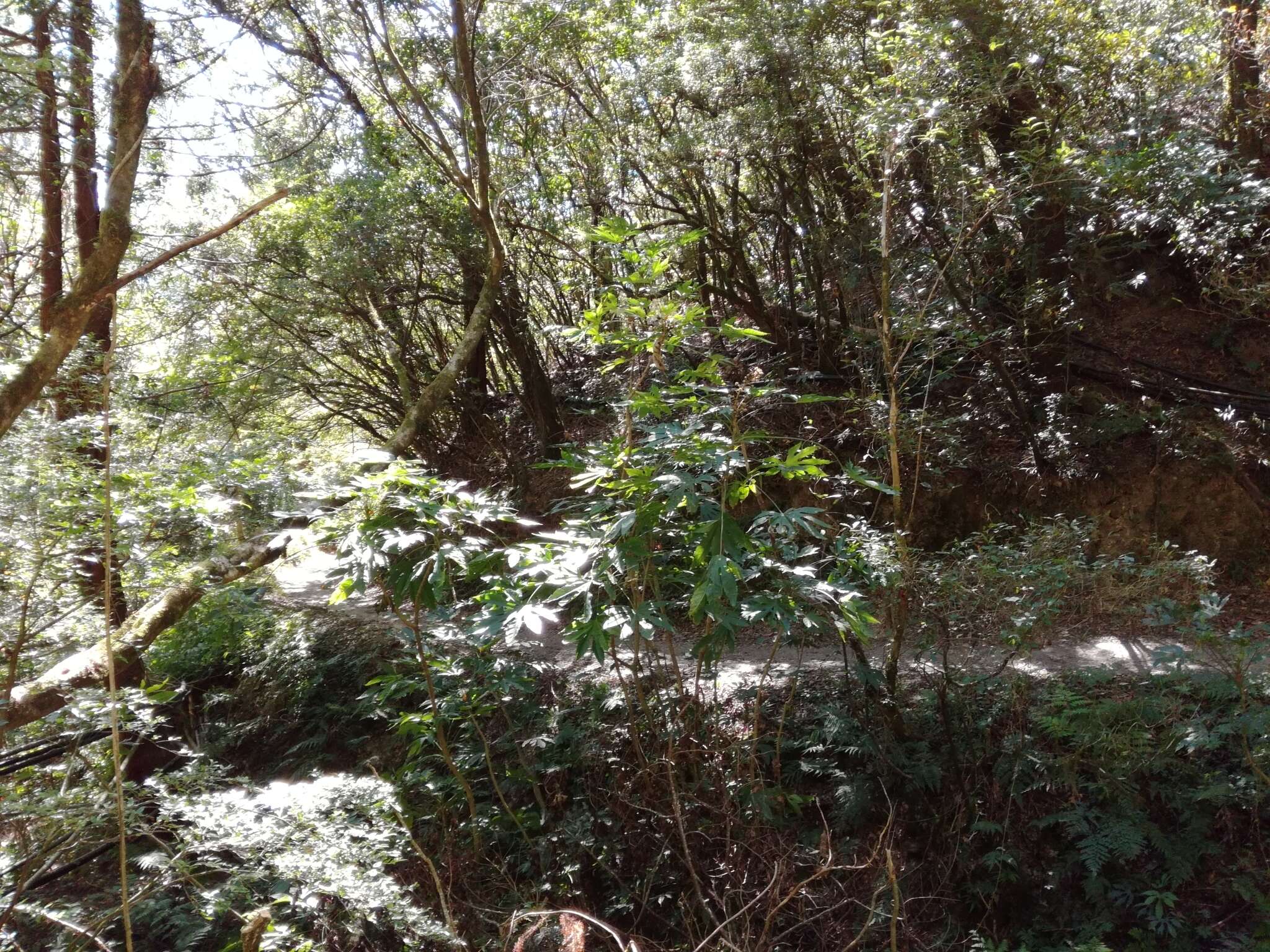 Image of Fatsia polycarpa Hayata