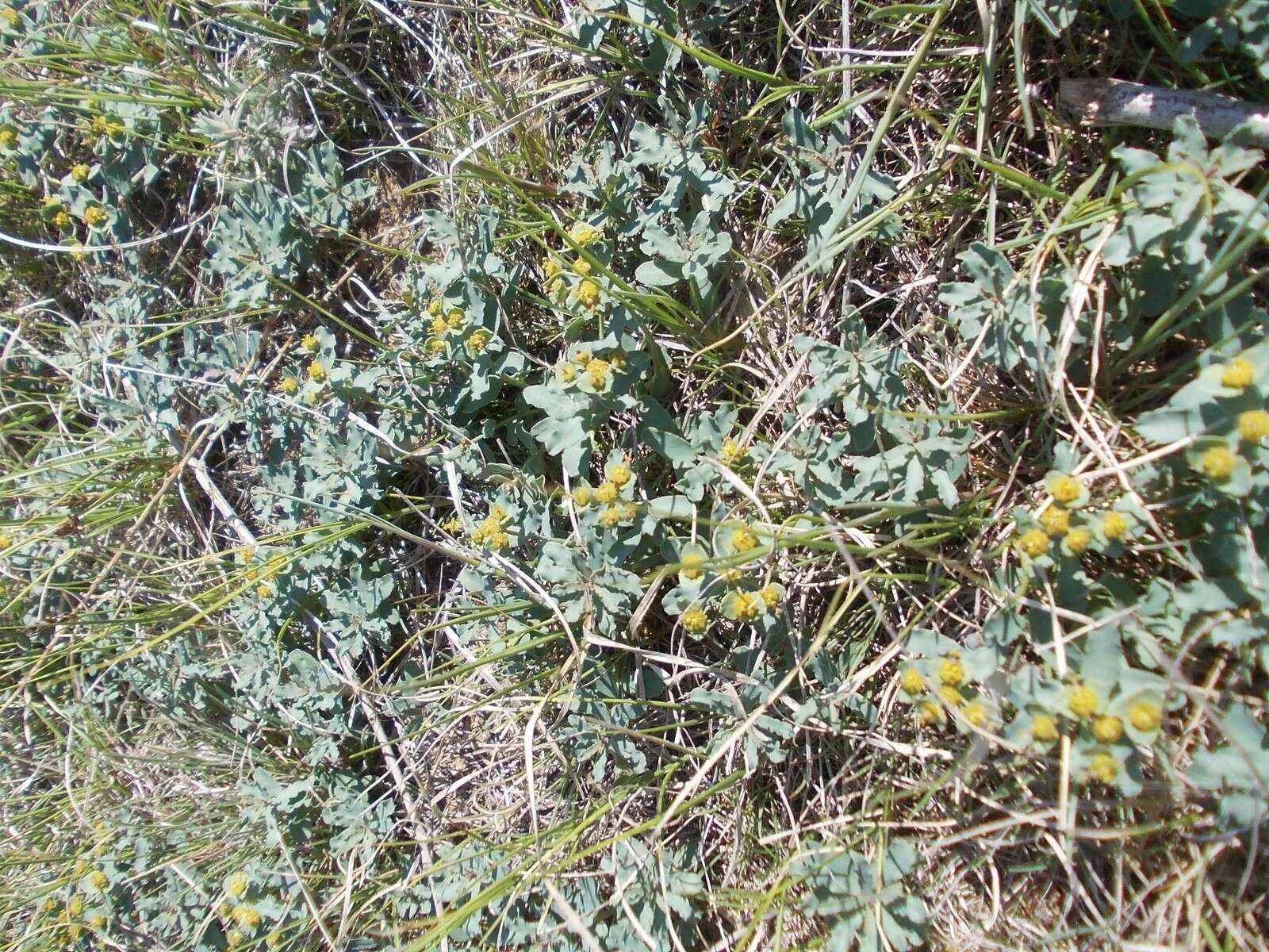 Image of Euphorbia undulata M. Bieb.