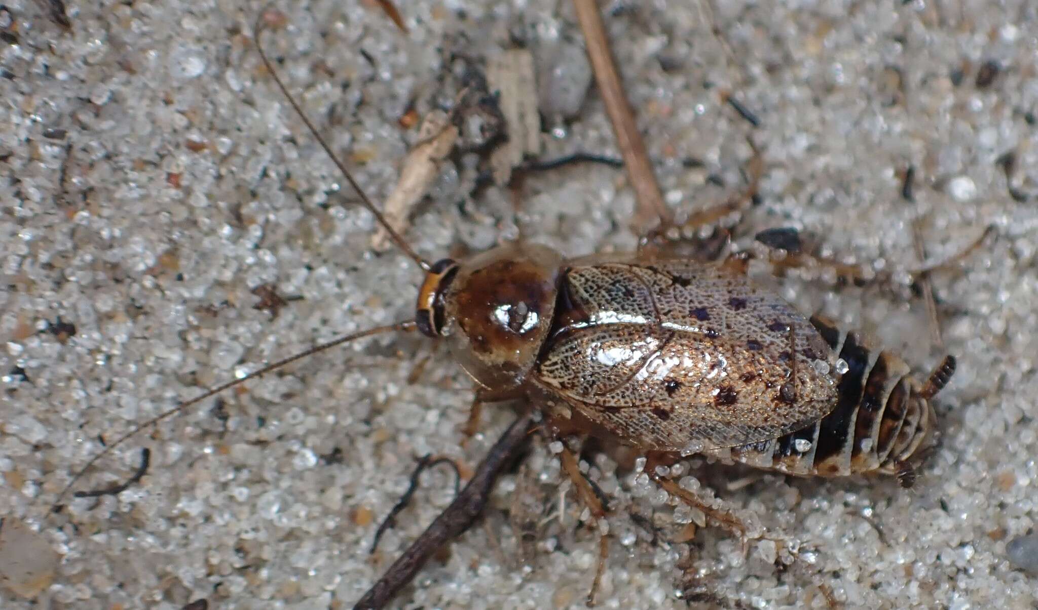 Image of dusky cockroach