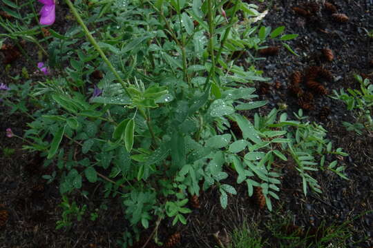 Image of Utah sweetvetch