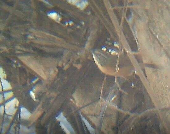 Image of Happy Wren