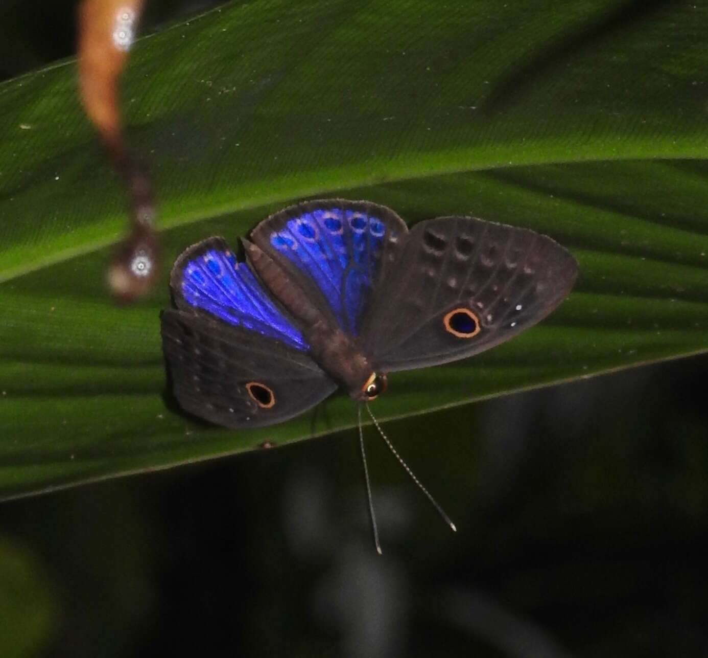 Image de <i>Eurybia caerulescens</i>