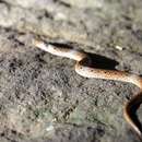 Image of Chinese Mountain Snake