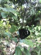 Euploea crameri Lucas 1853的图像