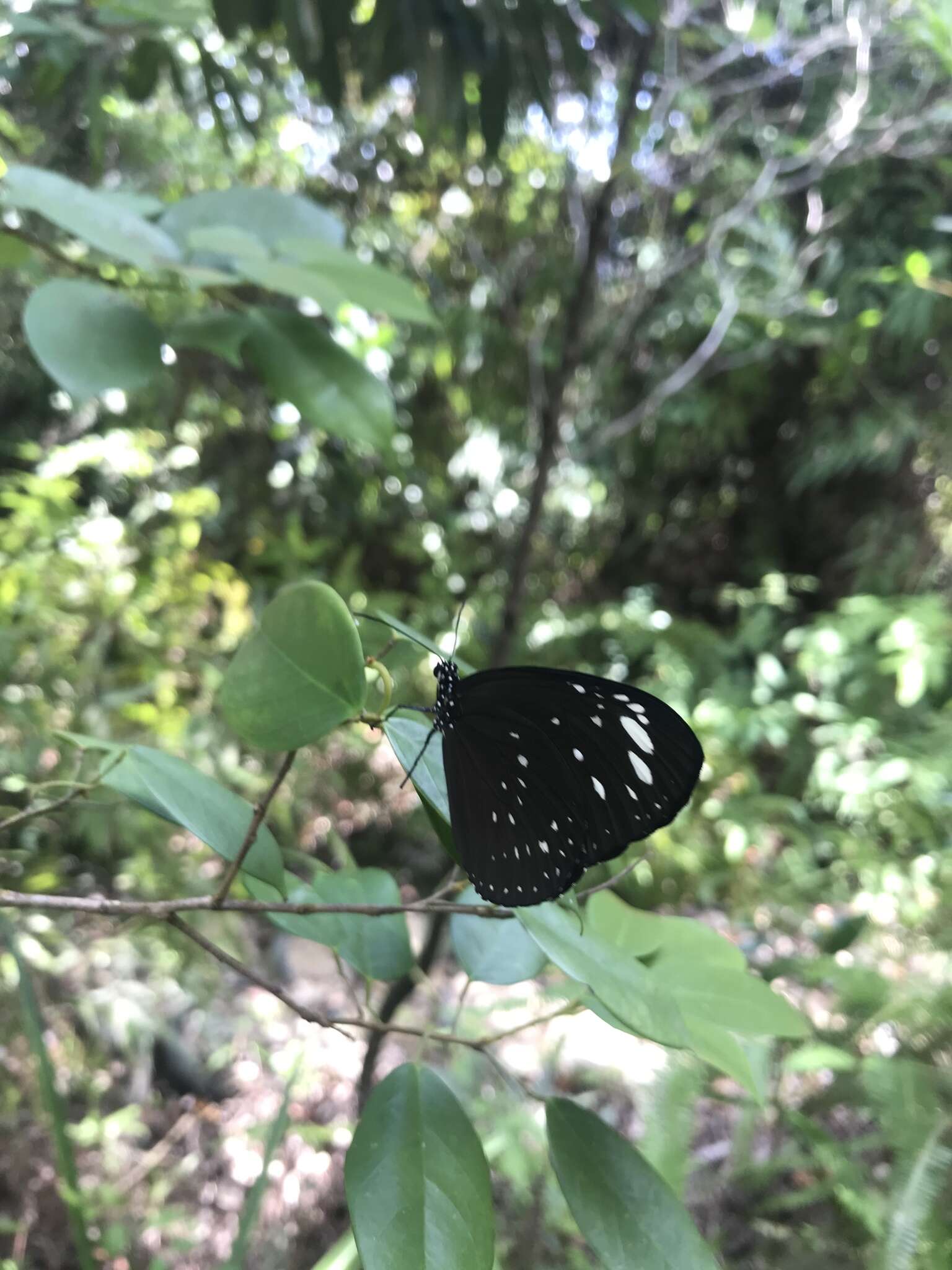 Euploea crameri Lucas 1853的图像