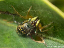 Image of Sea-green Northern Jumper