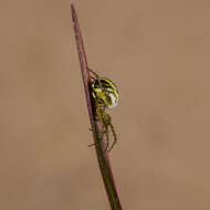 Image of Mangora acalypha (Walckenaer 1802)