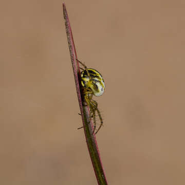 Image of Mangora acalypha (Walckenaer 1802)