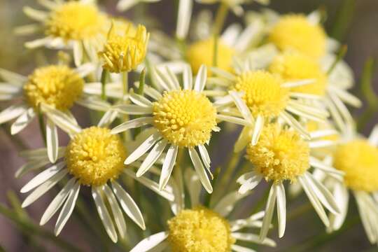 Image of Euryops tenuissimus subsp. tenuissimus