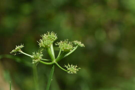 Imagem de Oenanthe pimpinelloides subsp. incrassans (Bory & Chaub.) Strid