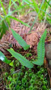 Image of Selliguea hastata (Thunb.) Fraser-Jenk.