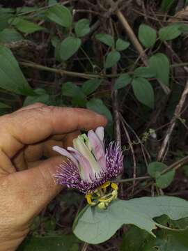 Image of Passiflora smithii Killip