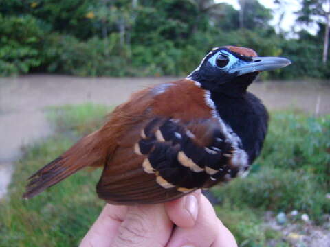 Image of Ferruginous-backed Antbird