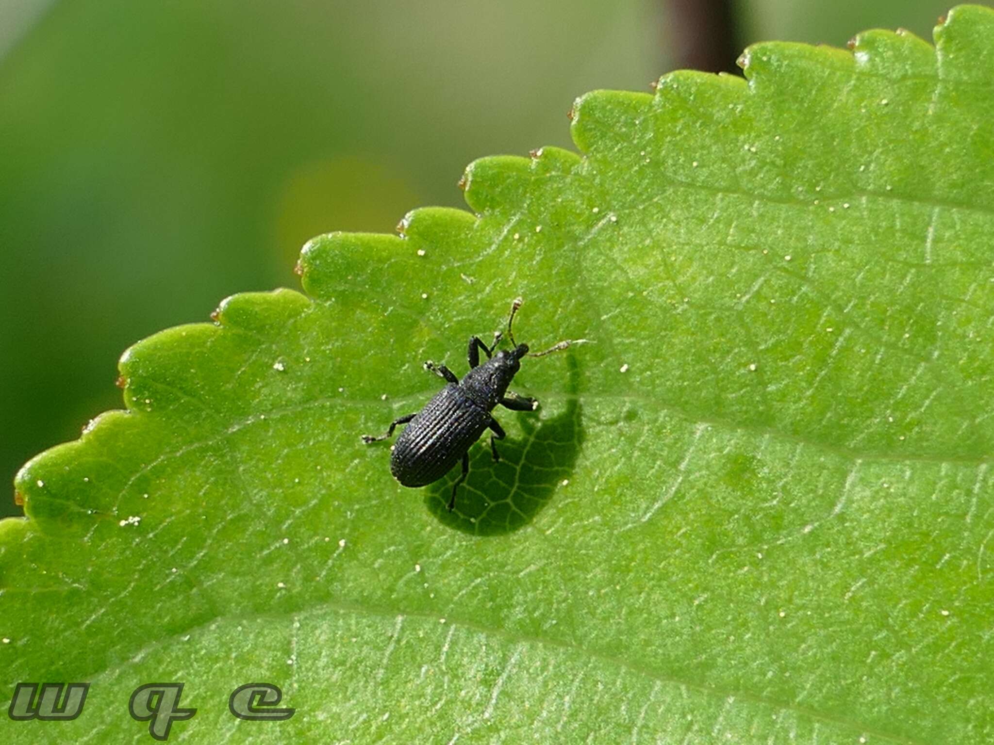 Image of Magdalis ruficornis Porta 1932