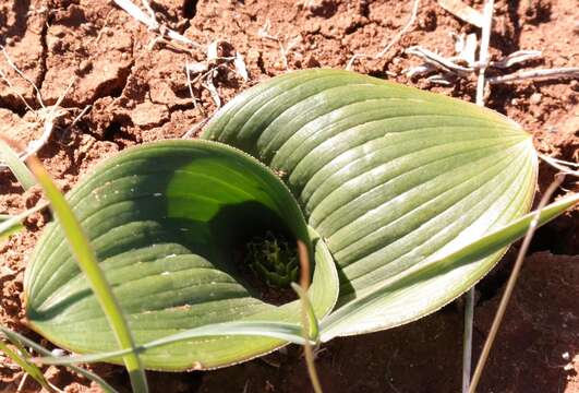 Imagem de Daubenya capensis (Schltr.) A. M. van der Merwe & J. C. Manning