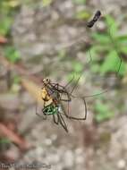 Image of Leucauge celebesiana (Walckenaer 1841)