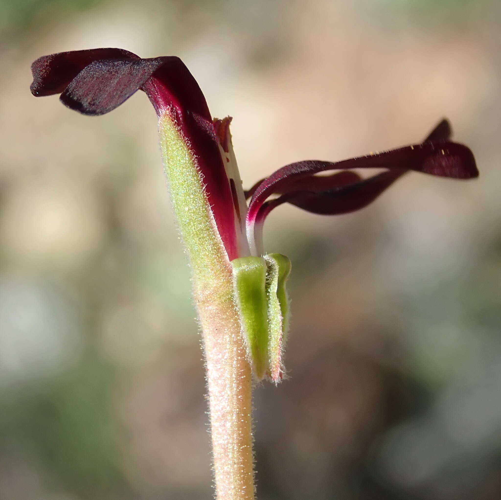 Image of Pelargonium sidoides DC.