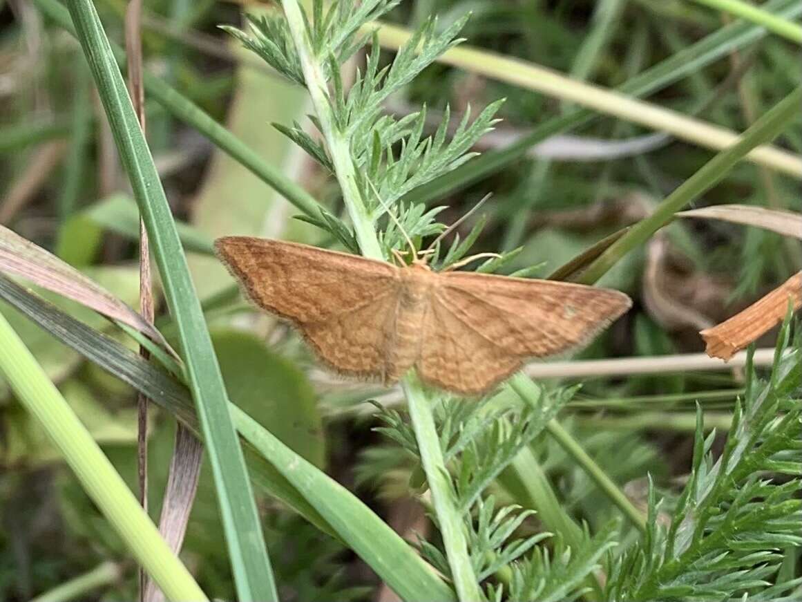 صورة Idaea serpentata Hüfnagel 1767