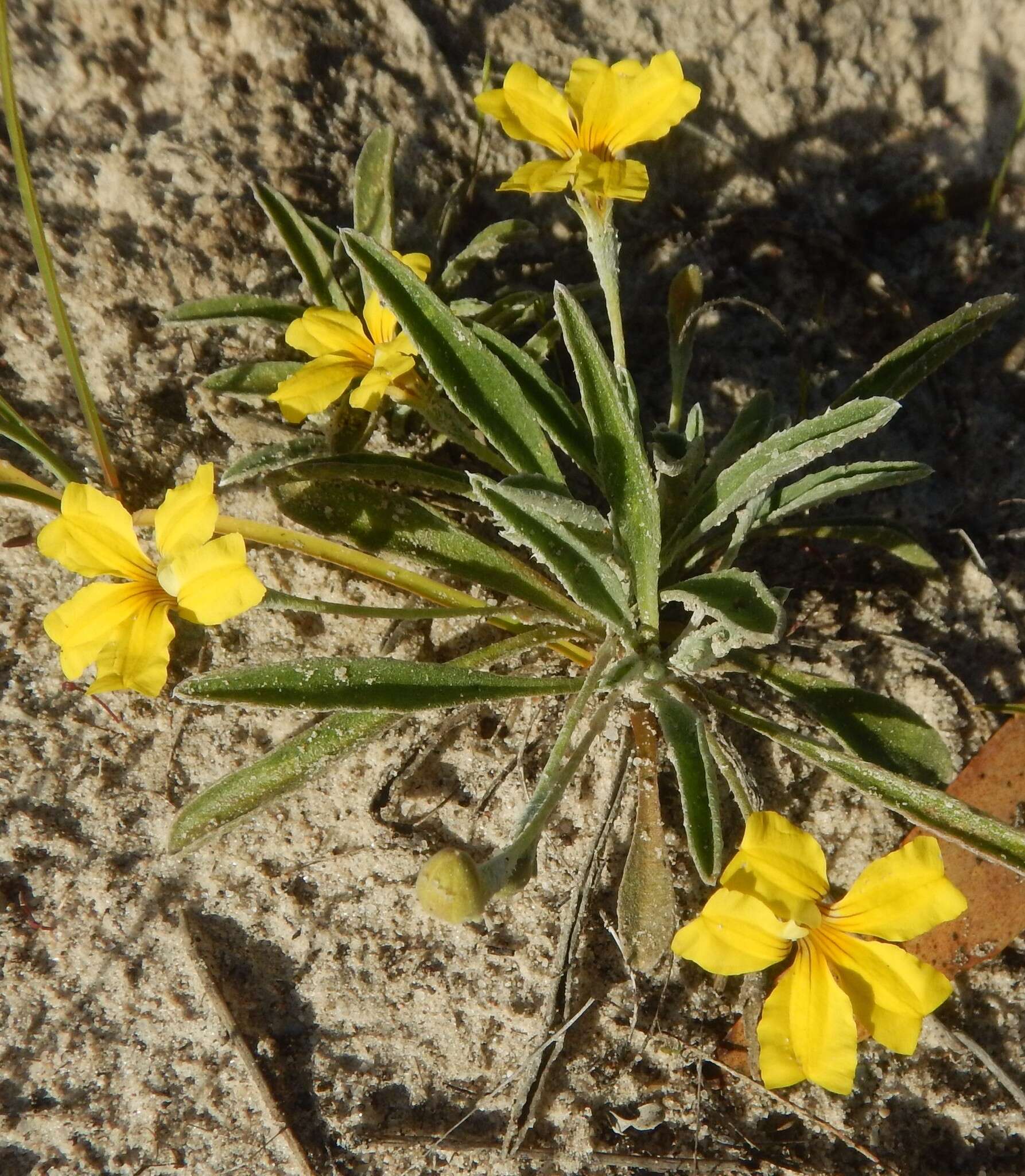 Image of Goodenia willisiana R. Carolin