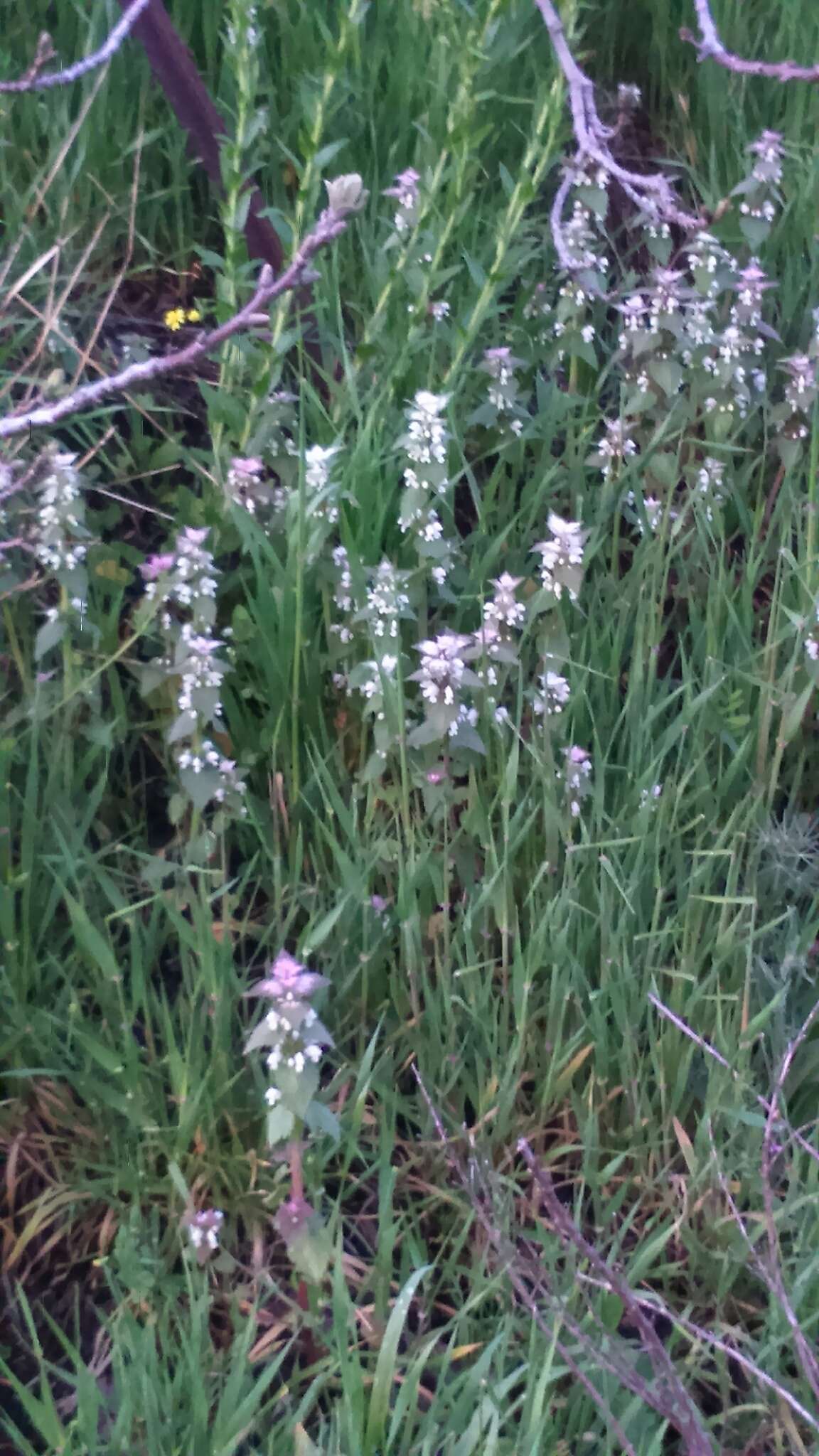 Image of Lamium moschatum Mill.