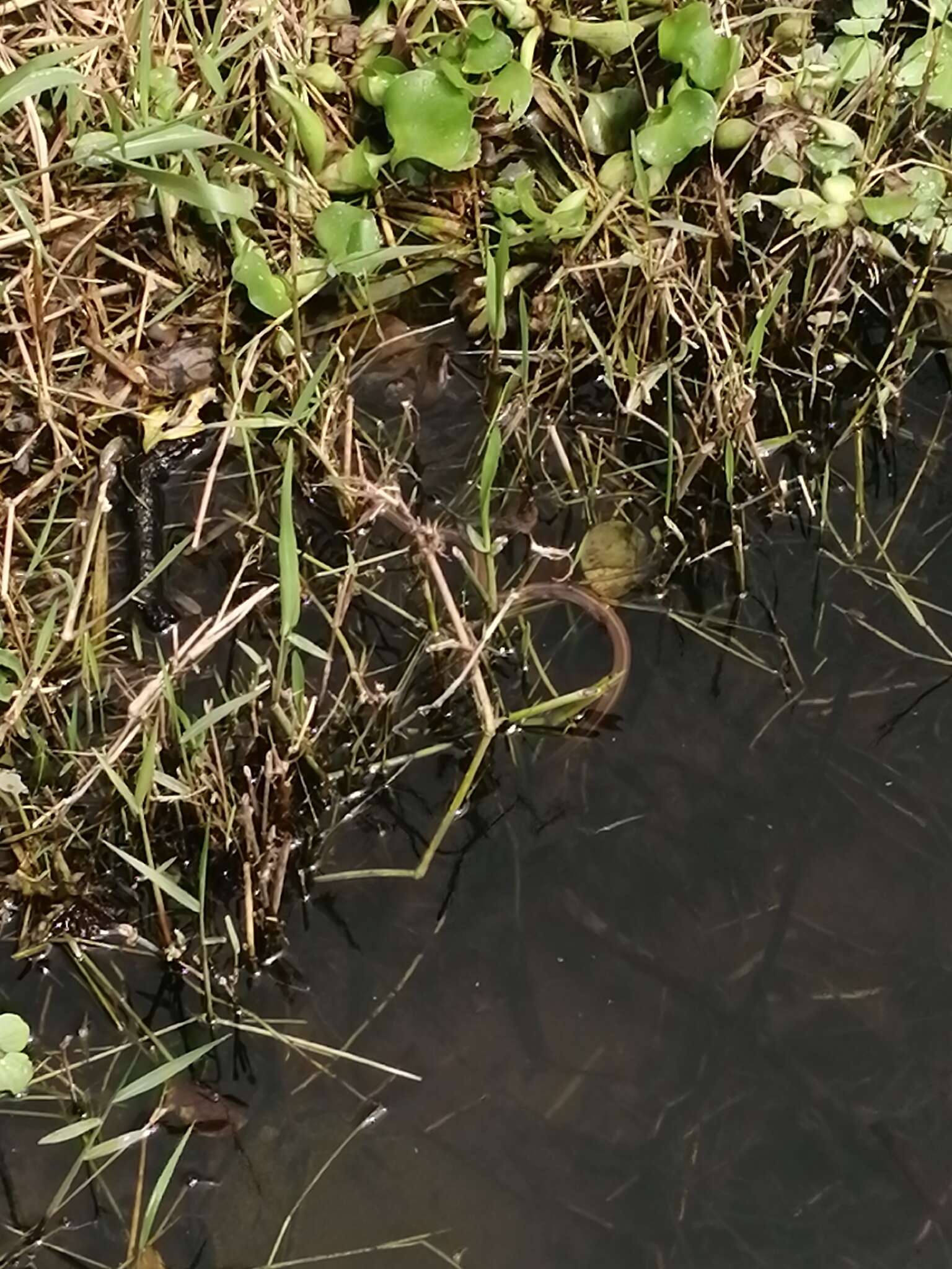 Thamnophis validus thamnophisoides (Conant 1961) resmi