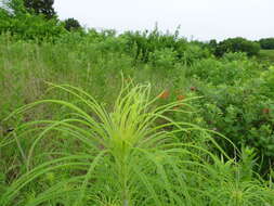 Plancia ëd Helianthus salicifolius A. Dietr.