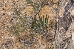 Слика од Agave utahensis subsp. kaibabensis (McKelvey) Gentry