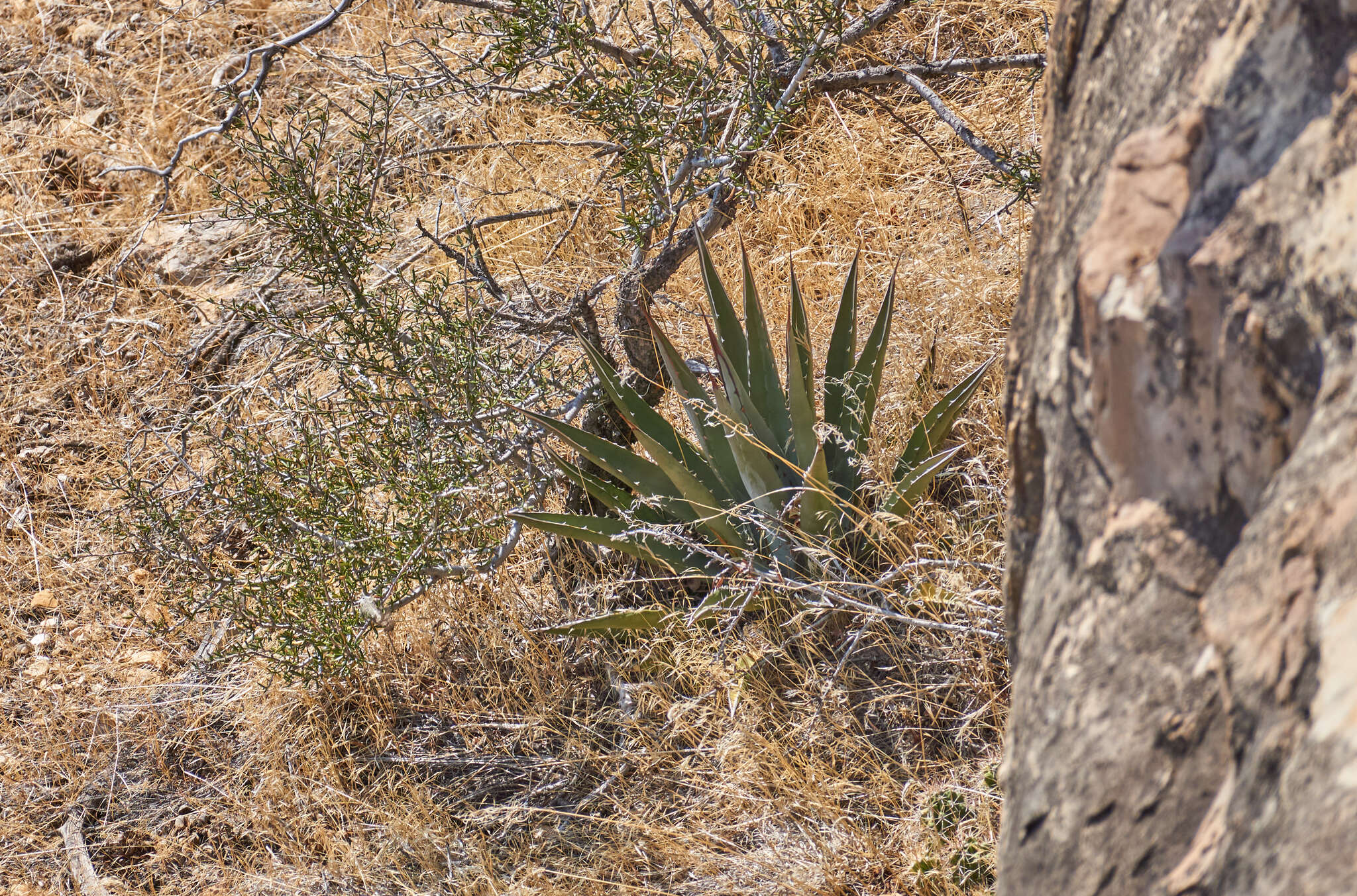 Слика од Agave utahensis subsp. kaibabensis (McKelvey) Gentry