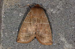 Image of Morrison's Sallow