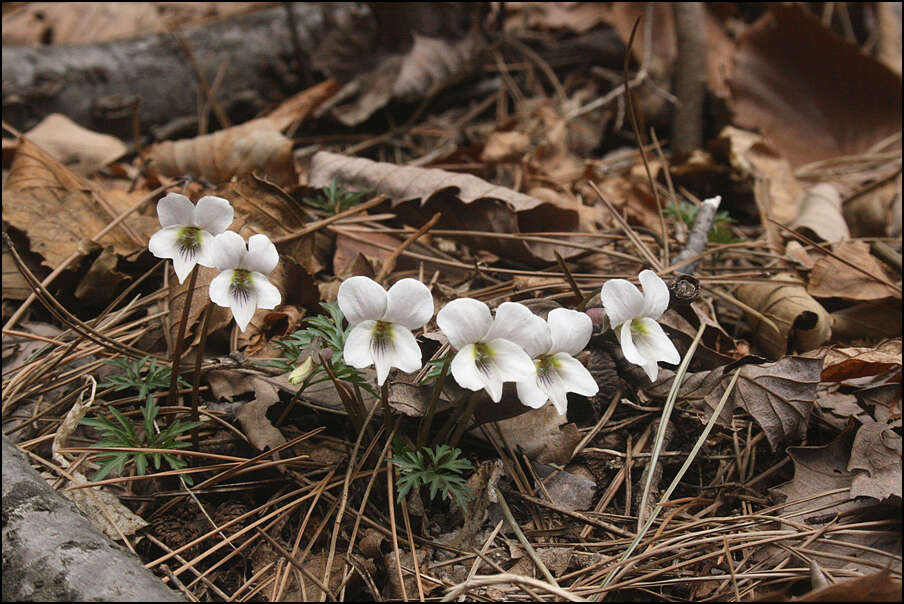 Image of Viola chaerophylloides (Regel) W. Becker