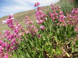 Image of Salvia bucharica Popov