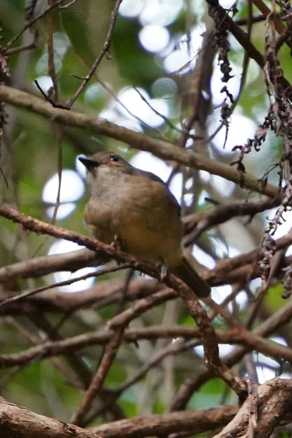 Imagem de Pachycephala pectoralis xanthoprocta Gould 1838