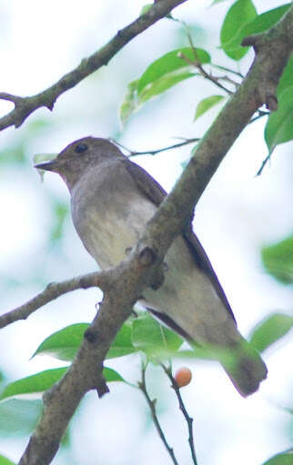 Image of Cyanoptila Blyth 1847