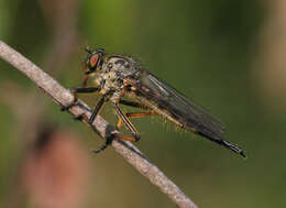 Image of Neoitamus cyanurus (Loew 1849)